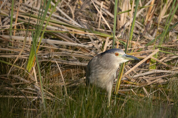 Black-crowned Night Heron at edge of pond