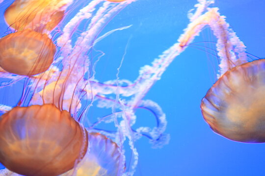 Jellyfish in aquarium on blue background
