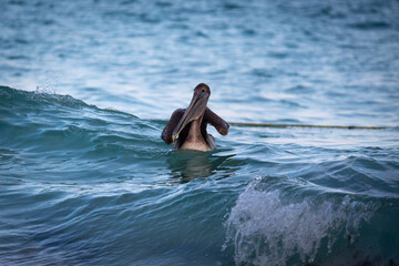 Pelícano pardo emergiendo del agua con ola rompiendo