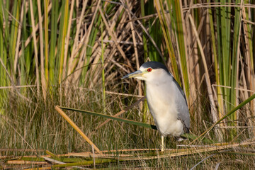 Black-crowned Night Heron at pond edge