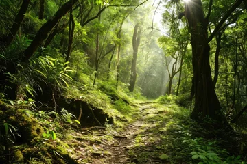 Foto auf Acrylglas Antireflex Lush green forest path with sunlight streaming through trees © furyon