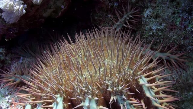On submerged ocean bed, one can observe crown of thorns starfish in repose. Close-up. This sea star earned its name due to long, venomous spines that cover its surface, resembling crown of thorns.