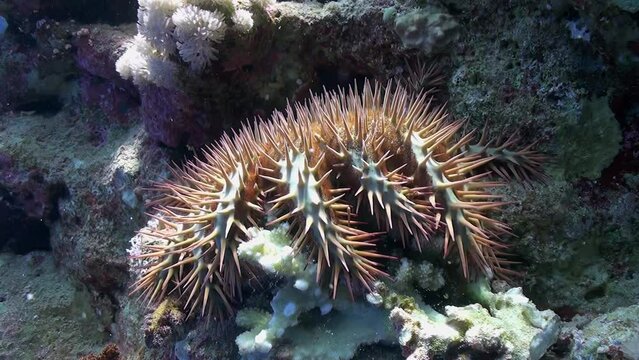 Crown of thorns starfish gracefully rests on ocean floor, close-up. Crown of Thorns starfish, also known as Acanthaster planci, is marine creature that inhabits coral reefs in Indo Pacific region.