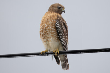Red-shouldered Hawk perched on a wire