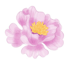 Purple Rose Flower Illustration