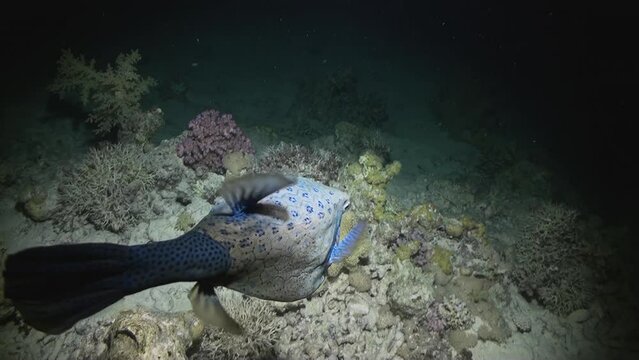 Puffer fish, alive in underwater ocean, possesses living poison. With poisonous nature, underwater puffer fish is indeed unique.