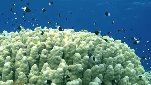 Beauty of underwater coral reefs lies in their diverse inhabitants and fishes. Clean, clear water provides an ideal environment for diverse fish species inhabiting coral reefs.