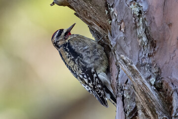 Yellow-bellied Sapsucker on tree