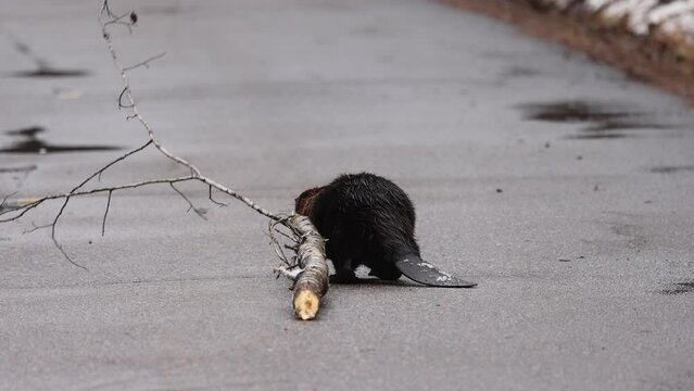 Northern Busy Beaver Saga,  Castor Canadensis Drags Branch on Algonquin Road, Pauses for Unique Chew in Ontario's Wilderness.  Wildlife Video. 