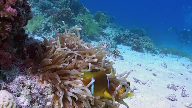 Remarkable features of anemones is their symbiotic relationship with clownfish. Relationship is mutually beneficial, as anemone protection for clownfish with its stinging tentacles.