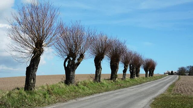 Row of old willow trees along a small country road, a typical view in Scania, southern Sweden, Scandinavia
