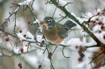 robin on branch