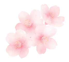Naklejka na ściany i meble 満開の桜の水彩イラスト_かわいい春の花の背景_フレーム