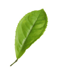 Fototapeta premium Fresh green tea leaf isolated on white