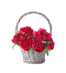 Fototapeta na wymiar Bouquet of beautiful red peonies in wicker basket isolated on white