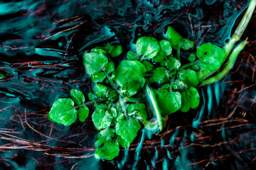 Green Leaves in Water