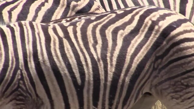 Herd of Plains zebra. Individuals stand close together, start moving right to left. Leave the frame followed by a springbok.
