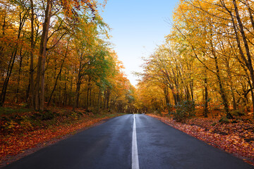 Naklejka na ściany i meble Beautiful view of asphalt road going through autumn forest