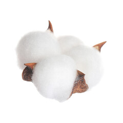 Beautiful fluffy cotton flower isolated on white