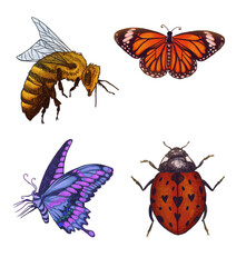 set of insects isolated