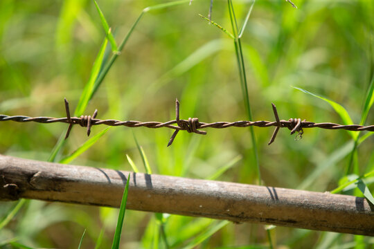 barbed wire in the green grass background, closeup of photo