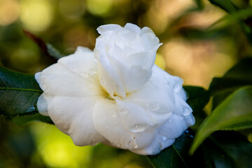White Camellia flower