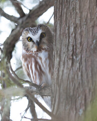 Tiny Owl, Enchanting Little Guardian. Northern Saw-Whet Owl (Aegolius acadicus) Keeps Watch, Eyes Open, Perched in a Tree.  Wildlife Photography.