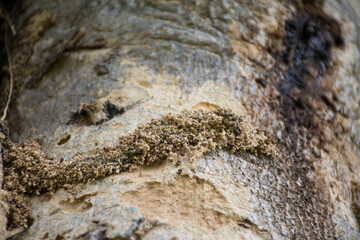 An army of Weathered Wood Termites (white ant) on the wood. Known as Nasutitermes fumigatus. They may attack damp and weathered wood, such as decking boards on verandahs around the outside of homes