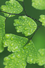 Close-up of raindrops on green fern leaves. - 704726697