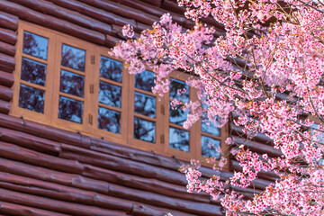 Blooming peach cherry flowers by the windows. - 704726825