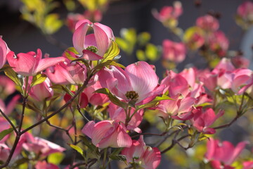 Fototapeta premium ハナミズキ