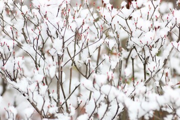 雪の積もったドウダンツツジ
