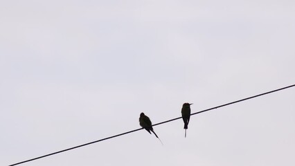 Two tropical birds are sitting in line on the electric wire. Birds lined up on wires, black and white view.
