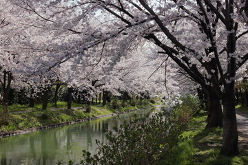 京都　伏見　宇治川派流の桜並木