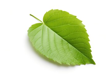 Fototapeta premium Isolated apple leaf on white background with full depth of field with clipping path