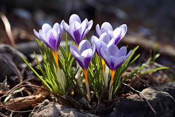 early spring bloom - crocus