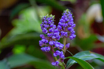 Gengibre azul ou Dichorisandra thyrsiflora