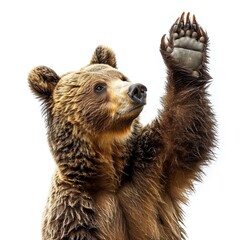 Obraz premium Bear Waving Isolated