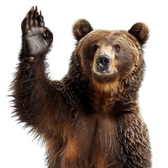 Bear Waving Isolated