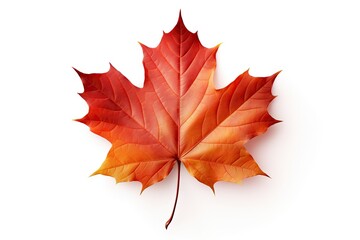 Maple leaf isolated on white background representing autumn