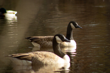 country goose branta canadensis