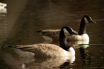 country goose branta canadensis