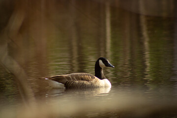 country goose branta canadensis