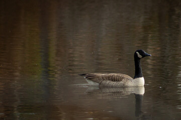 country goose branta canadensis