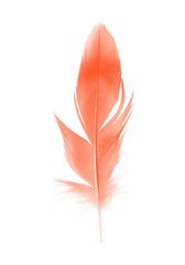 Beautiful  lush lava orange colors tone feather isolated on white background