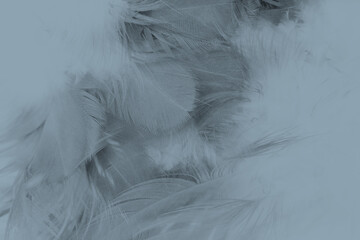 Beautiful gray baby blue colors tone feather pattern texture cool background for decorative design...
