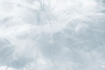 Beautiful White - Baby blue colors tone feather texture background - 704733644