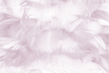 violet feather pattern texture background , pastel color style