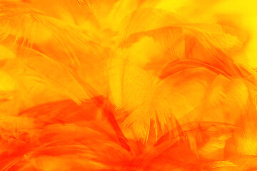 orange feather texture pattern for hot background and other