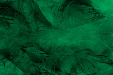 Beautiful feather color light green and black pattern texture background